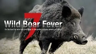WILD BOAR FEVER 7 | EXCLUSIVELY ON MOTV.COM