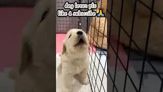 puppy whistle sound😍 #shorts #shortsvideo #dog #cutepuppy #viral #viralshorts #4kstatus #4kviral