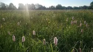 Najpiękniejsza łąka w Rzeszowie, rdest wężownik i zimowit