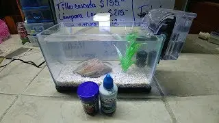 Mini pecera equipada de 3.8 litros para Gambas / Betta