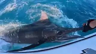 Port Macquarie, Aus - OnStrike released a Blue Marlin.