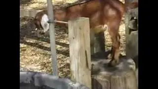 Adorable baby goat :D Winsolow farm