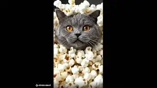 Don't let your cat eat POPCORN kernels... 🍿🙀