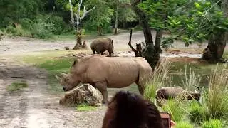 Kilimanjaro Safari at Animal Kingdom