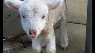Domestication of Livestock