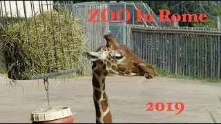 Rome Zoo, Зоопарк в Риме, Villa Borghese, Bioparco di Roma, Italy