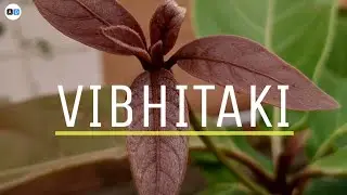 New foliage in Bibhitaki 🌿| baheda
