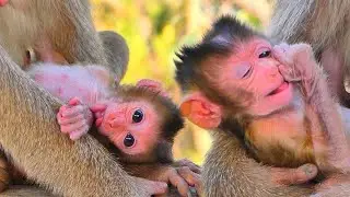 🔴 LIVE Calm Newborn Baby MOKATE Rests Safely While Mama Watches Over Her 🐒💛