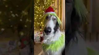 Open Farm is the perfect gift for the snoots in your life #openfarmpartner ​⁠@openfarmpet