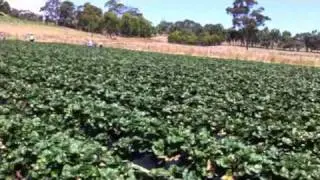 Pick your own strawberries - Beerenberg Farm Adelaide Hills filmed Jan 2011