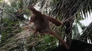 Birds rescue operation #rescuebirds #birds #rescueoperation