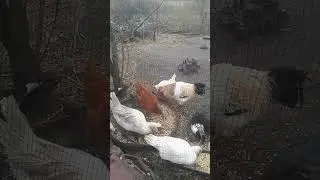 Бегунки и индоутки