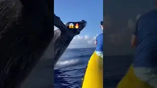 Whale  close encounter #shorts #whale #nature