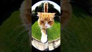 Pure Balance. No Fear. Amazing Backward Jump. Perfect Landing.