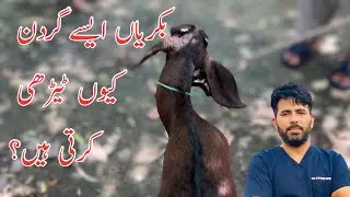 Rye neck syndrome in goat | twisted neck in goat | curved neck in goat | Dr Furqan Basheer