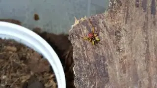 Assassin Bug update. First nymph and more eggs