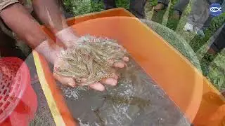Shrimp Farming w/ Matt!