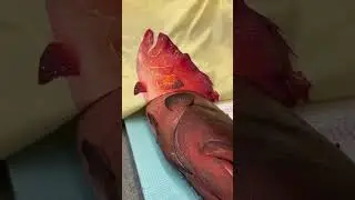 How Japanese Record A Fish They Catch 🤯 #shorts #facts #shorts