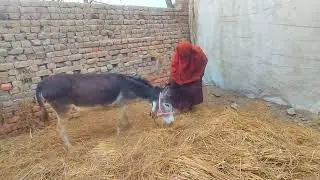 OMG 😱 With For End 🔚🤣🤣 #animals #donkeykong #funnydonkey #viralvideos 
