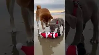 Shiba & Pitbull Pup Beach Santa Wave&mdash;Curious Fun! #shorts #viral