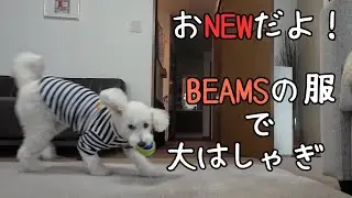 BEAMSのおニュー服で大好きなボール遊び！はしゃいじゃってます♪