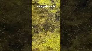 Mit Geteisa zum Teich ohne Fadenalgen. #fadenalgen #gartenteich #gartenteich #schwimmteich #garten