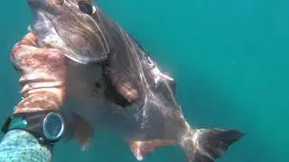 Norah head spearfishing - 8kg. 75cm silver drummer