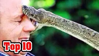 Top 10 DEADLIEST SNAKES NOT To Mess With!