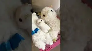 Dancing Llamas     #llamabean #minibean    #llamadean