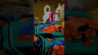 #doglovel #comedy #shorts #ytshorts #shortsviral