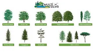 [PROJECT] Multisilva&reg;: a decision support system for multifunctional forest management | 2022