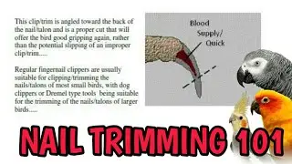 Parrot Nail Clipping/Trimming | Grooming Tips | African Grey Parrot | Chelsea Adventures #20