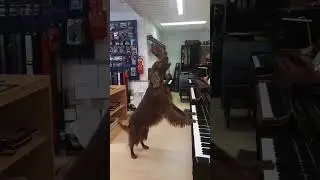 Dog showing his singing skill and playing piano