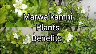 marwa plant's benefits | kamini plant | care propagation // Grow green 445