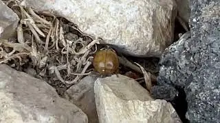 Plaga azjatyckich biedronek