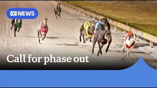 Vet nurse calls out greyhound racing as government inquiry launched | ABC News