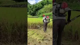 A magical tool for harvesting rice! Even paddy fields and muddy fields can be harvested easily🌾
