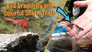 Fossil Hunt MAY 07, 2017: Fossil Hunting for Colorful Shark Teeth