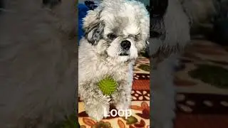 loop #beats #music #rnb #lofihiphop #lofi #dogs #dogshorts #shiztzu #dog #doglife #shizen