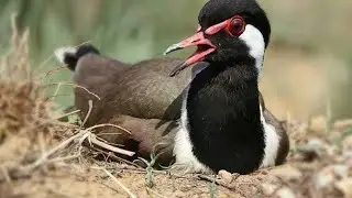 ##indian#birds #natural # lapwing #titeeri bird save her kids egg ..from man attack