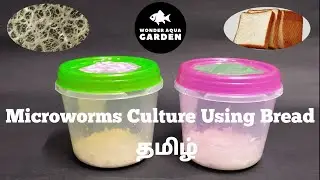 How to Culture Microworms using Bread with Starter culture in Tamil| தமிழ் | Wonder Aqua Garden