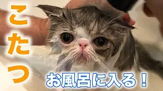 エキゾチックショートヘア子猫が初めてお風呂に入る！　猫を大人しくお風呂に入れる全工程を急遽公開！