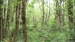 Bigfoot caught on video tree jumping; Dogman footage, Tree structures