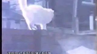 The Cat's Miaow - Third floor fire escape view
