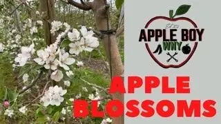 The Start of our Apple Crop! - Apple Blossoms