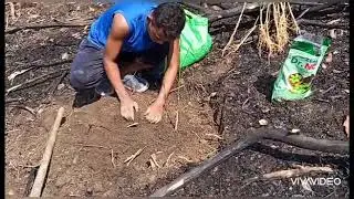 Orange Planting (Valencia) || All you need to know || CDS Ccpur || Highland Farm || 11052021