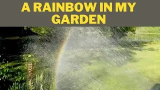 A Beautiful Rainbow in my Garden