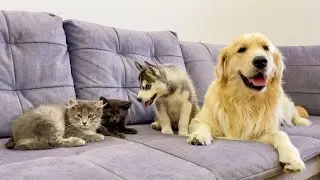 Adorable Golden Retriever Helps Husky Puppy Make Friends with Kittens!