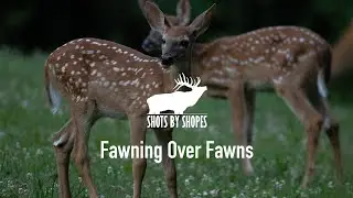 Fawning Over Fawns | Whitetail Deer Photography | Shootin' It With Shopes