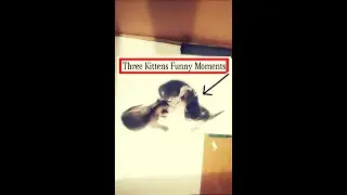 #dailycats #dailykitten #fascinatingpets Kittens Inner Conversation | Daily Cats & Daily Kitten Talk